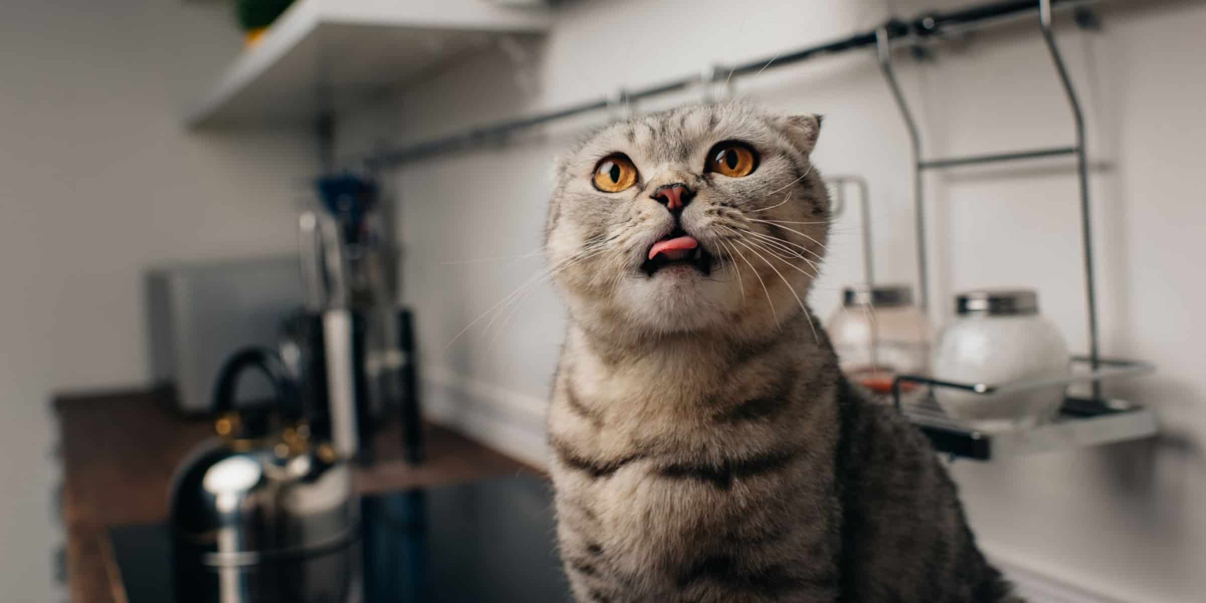 cat Tongue