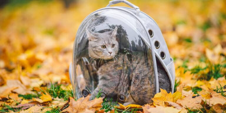 cat backpack