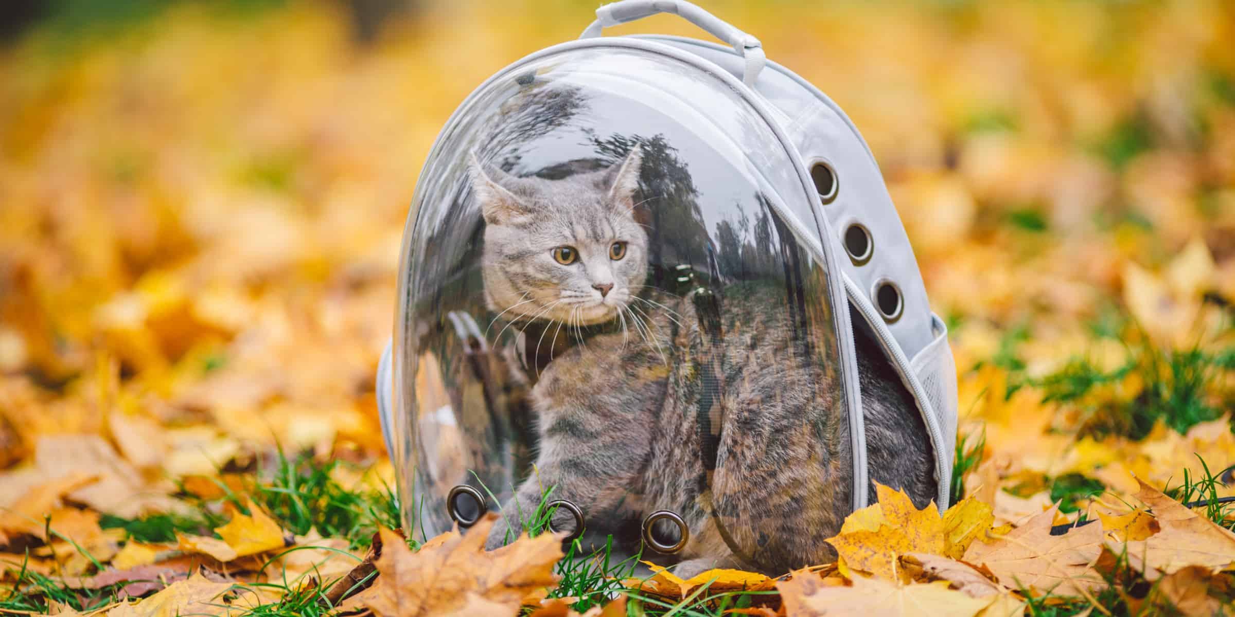 cat backpack