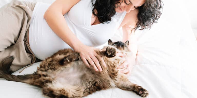 cat belly rub