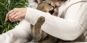 cat biting arm