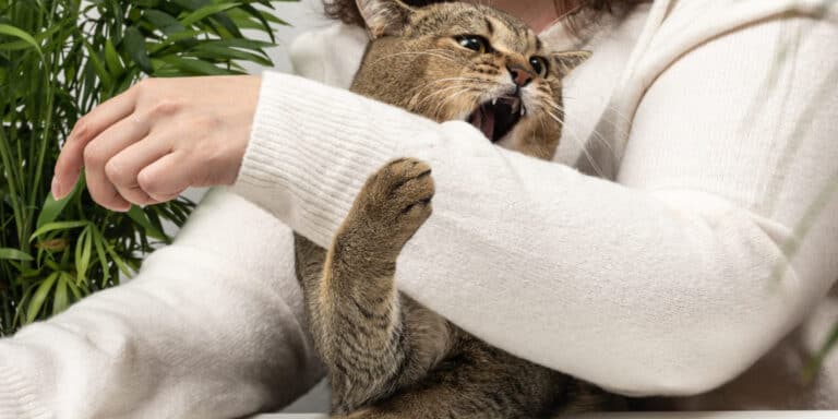 cat biting arm