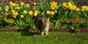 cat by flowerbed