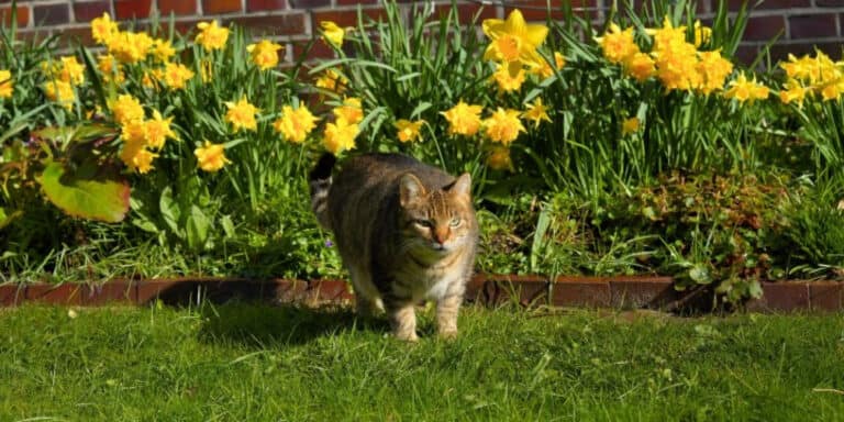 cat by flowerbed