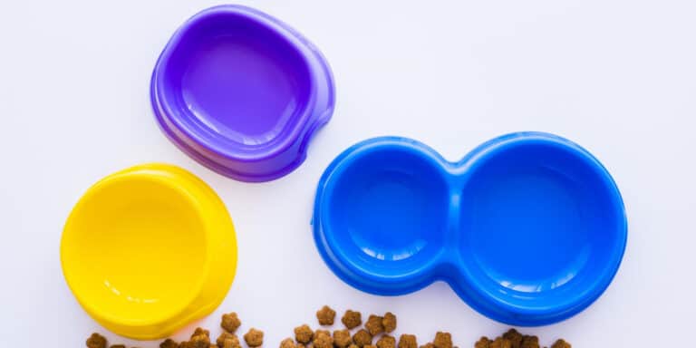 cat color food bowls