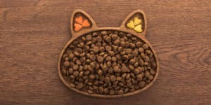 cat dry food