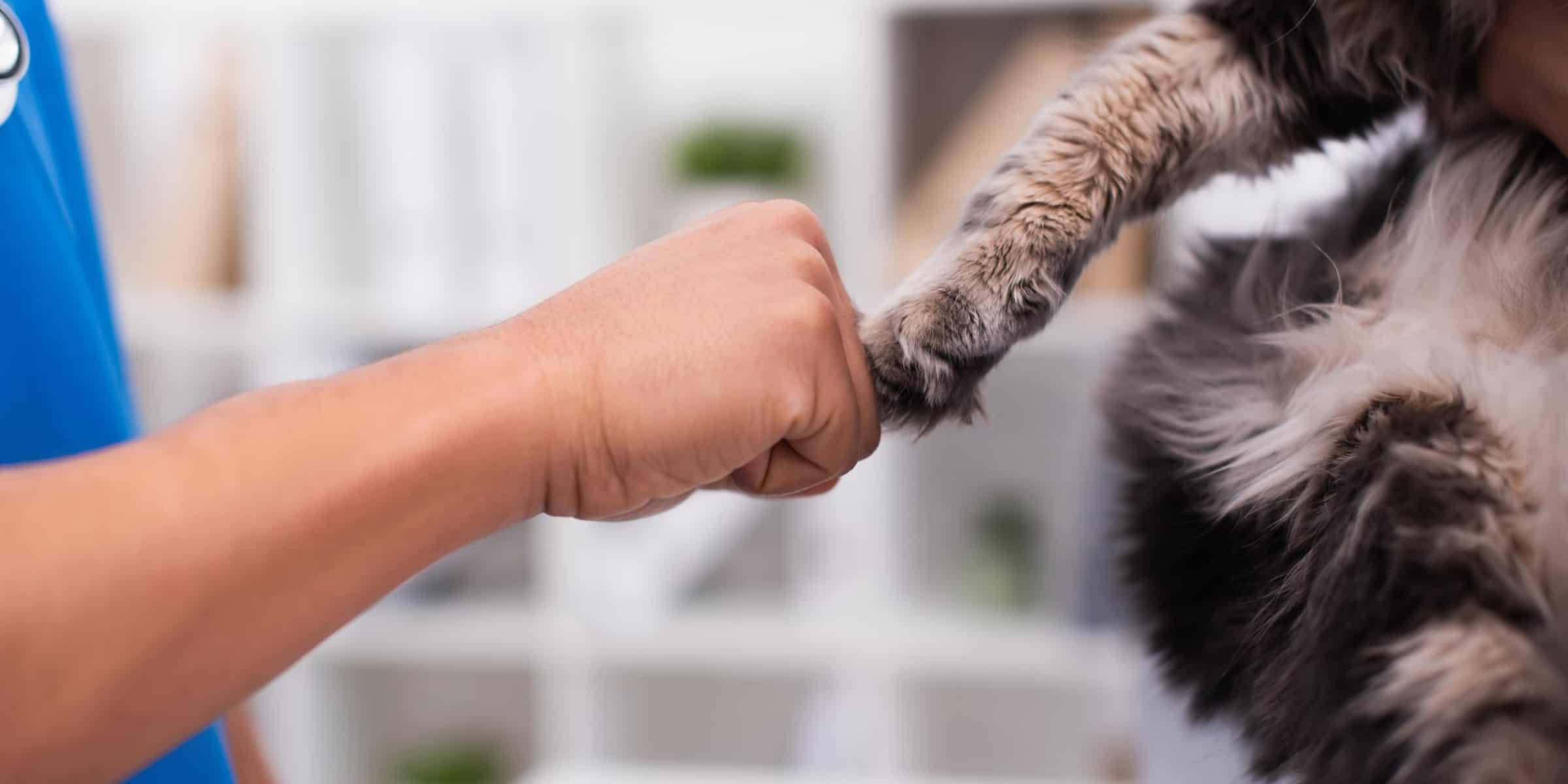cat fist bump