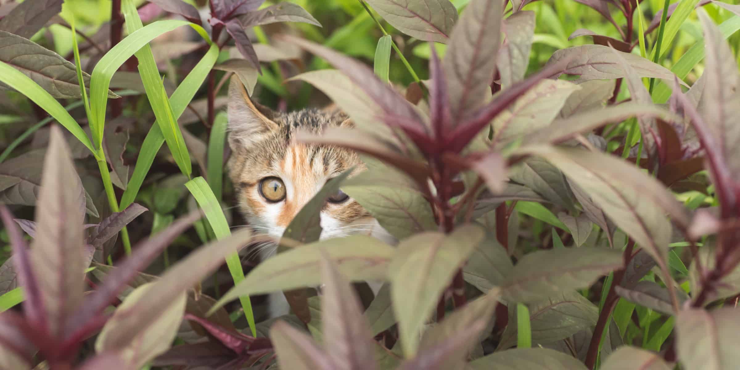 cat hiding