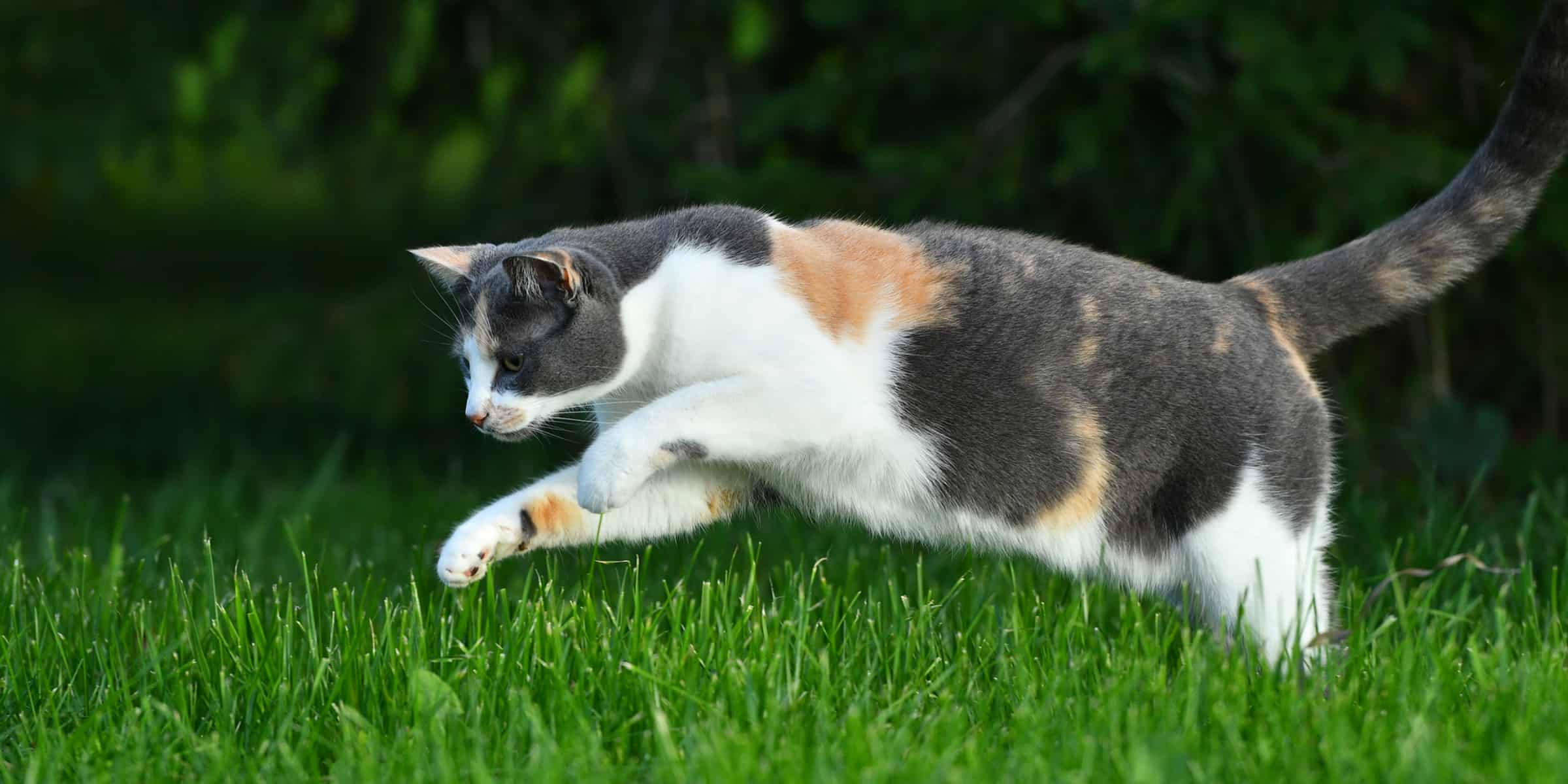 Why Do Cats Jump Sideways?