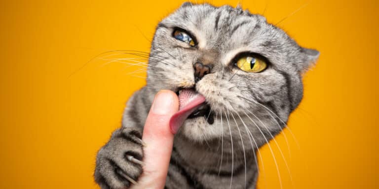 cat licking finger