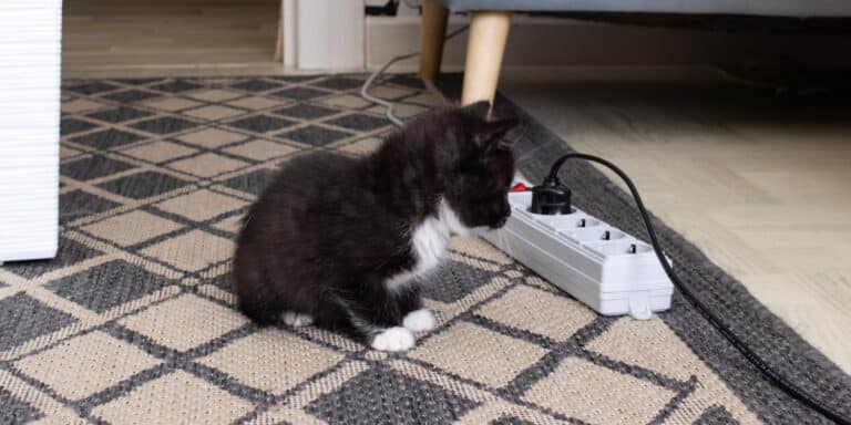cat looking at cord