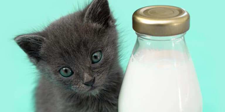 cat milk