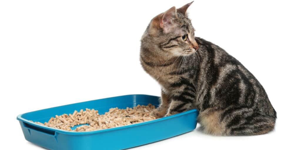 What To Do When Cats Urinate Outside The Litter Box