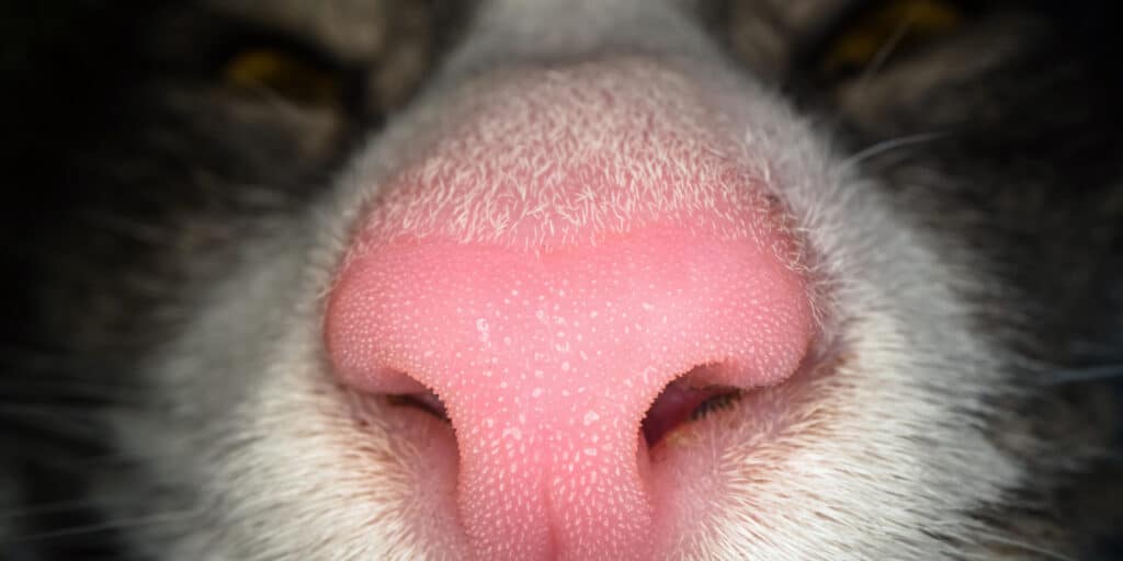 What To Do When Cats Nose Is Dry