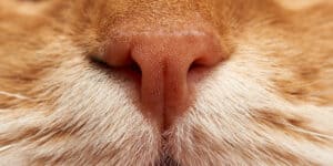 cat nose