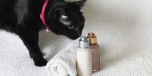 cat oils