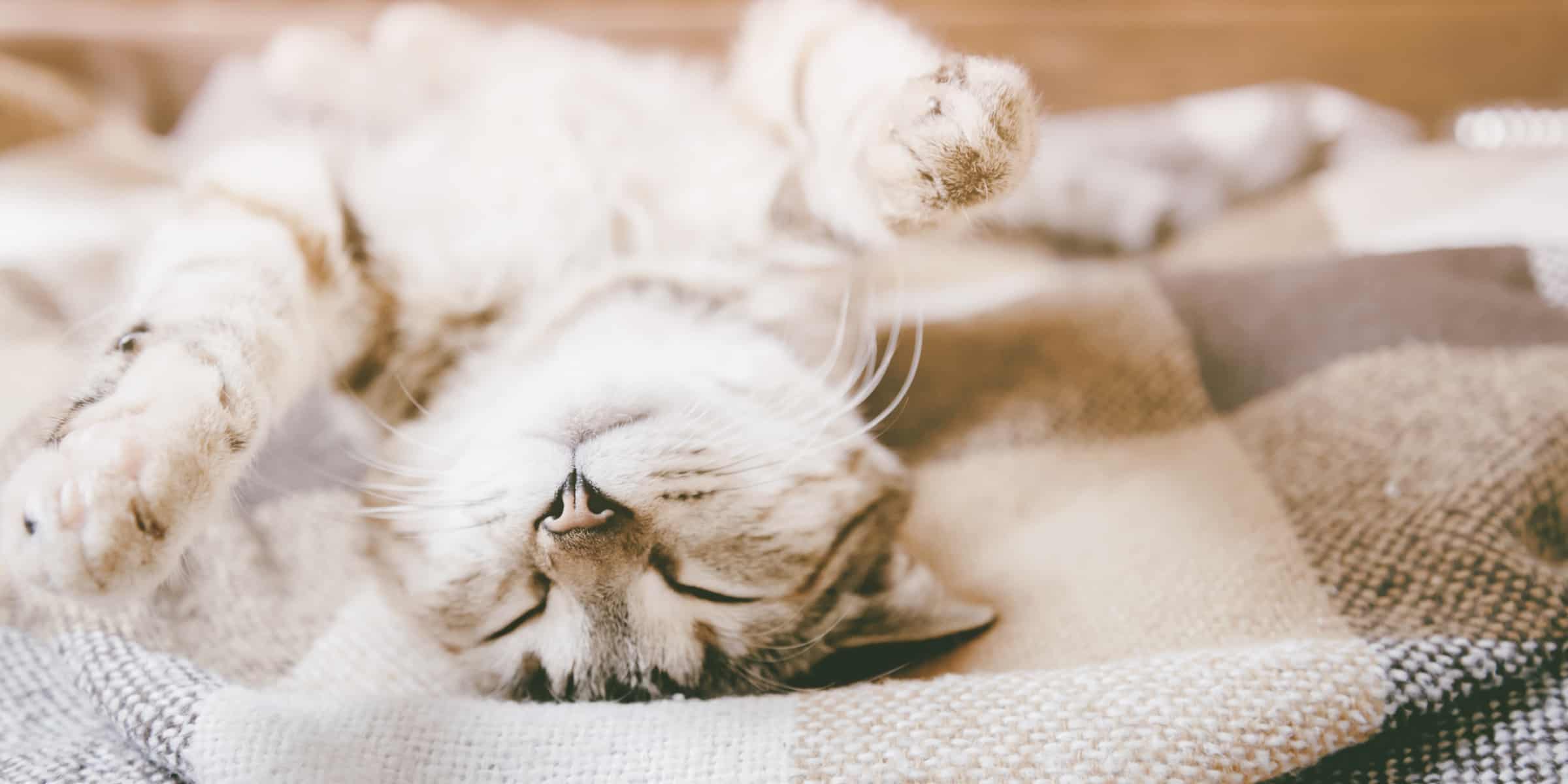 Why Do Cats Lay On Their Backs?