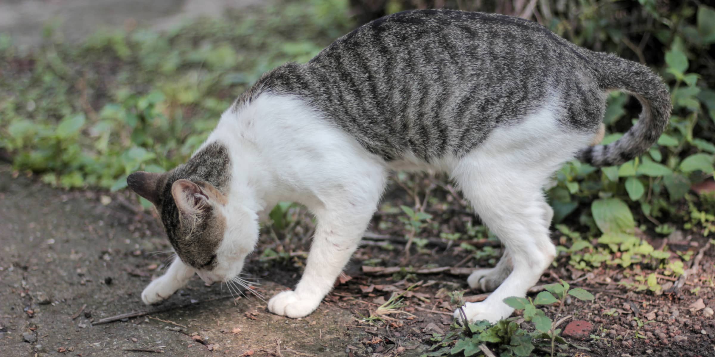 How To Keep Cats From Pooping In My Yard?