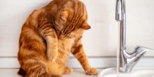 cat pulling hair