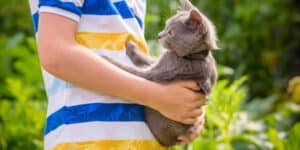 cat pushing away from human