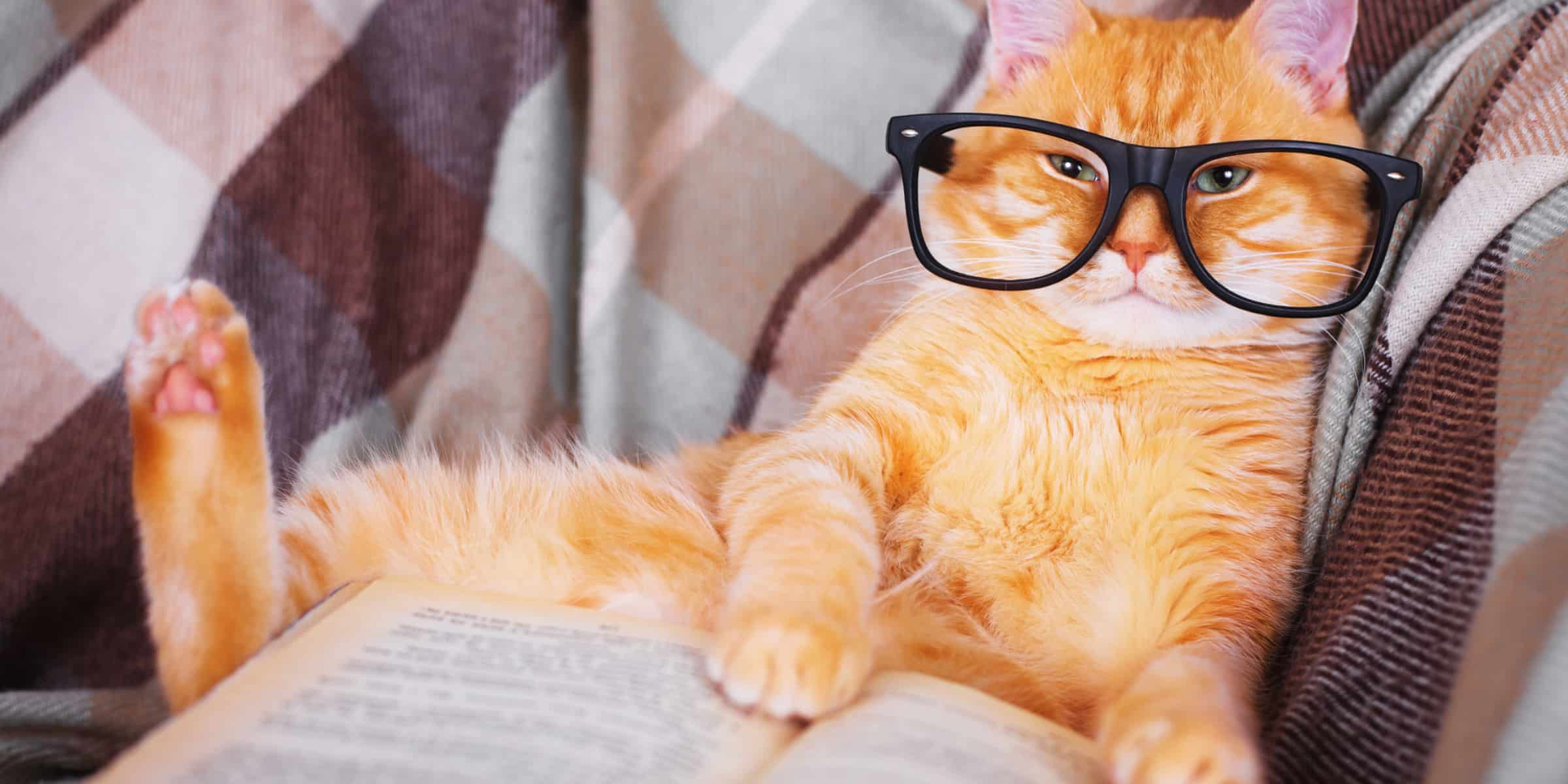 cat reading glasses