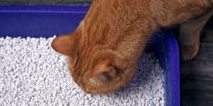 cat sniffing litter tray
