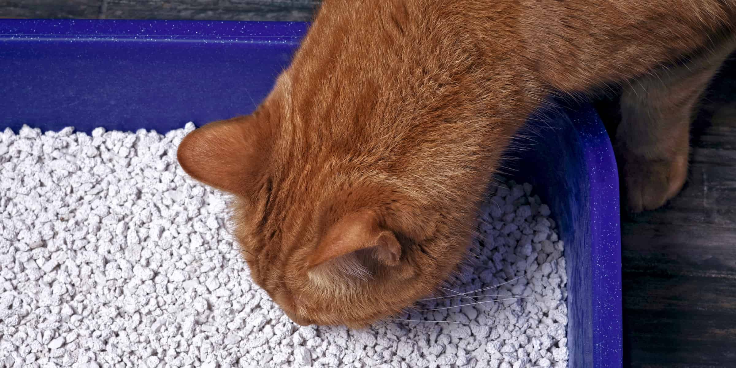 Why Cats Urinate Outside The Litter Box