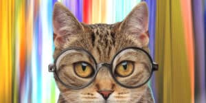 cat with glasses