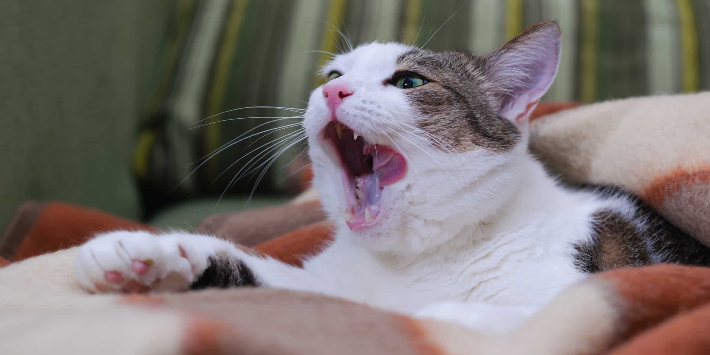 cat with mouth open