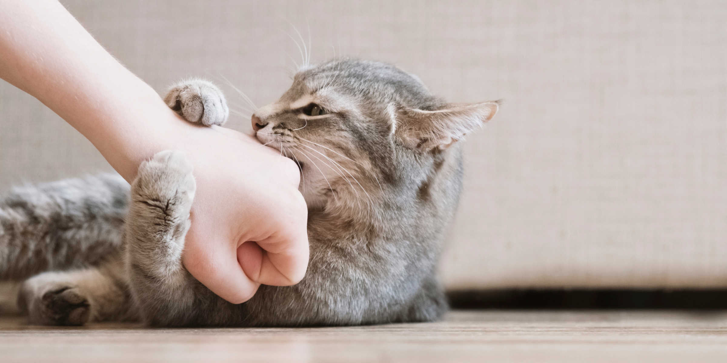 Why Your Cat Grabs Your Hand And Bites You