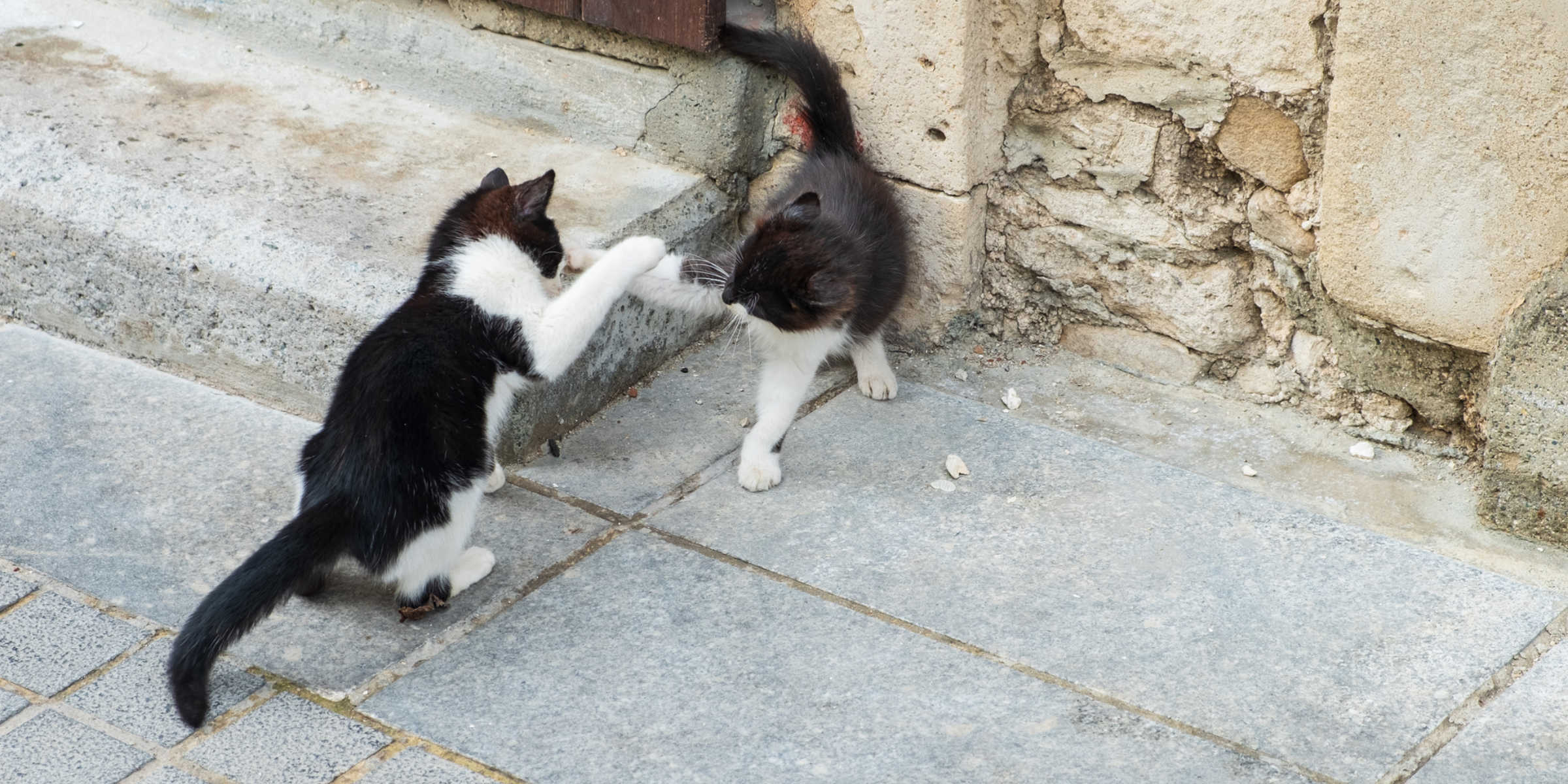 cats playing