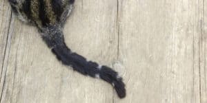 cats tail
