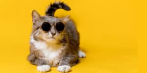 cool cat in sunglasses