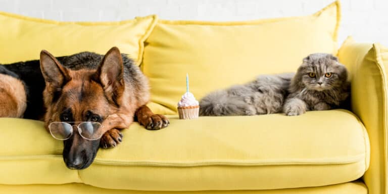 dog and cat on sofa