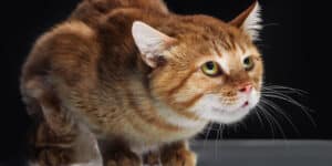 frightened cat