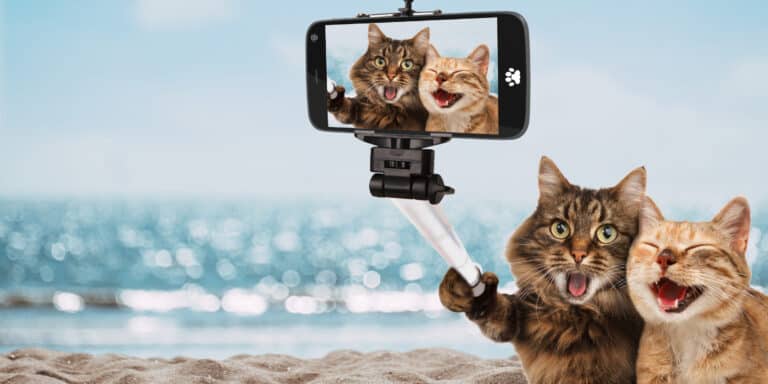 happy cats taking selfi