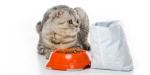 kitten and bowl of food