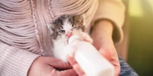 kitten bottle feeding