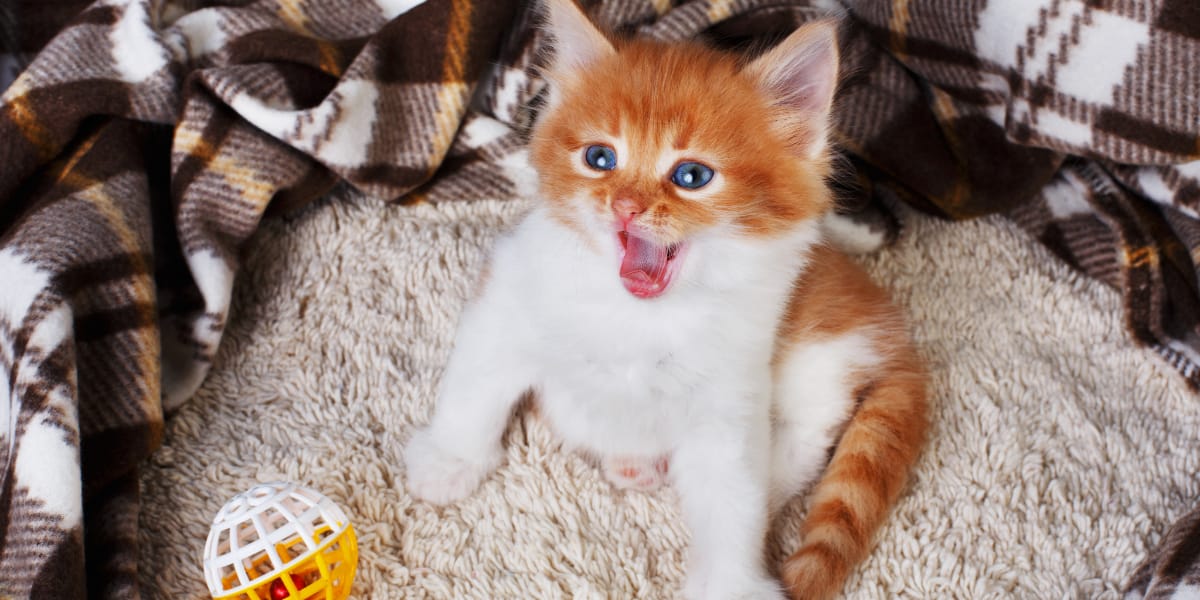 kitten crying