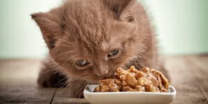 kitten eating
