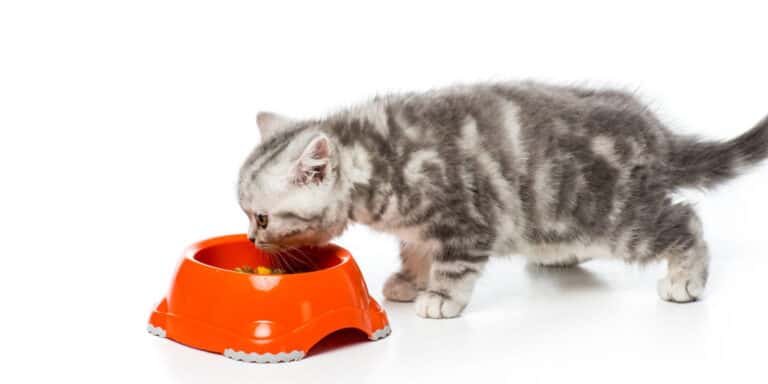 kitten eating food bowl