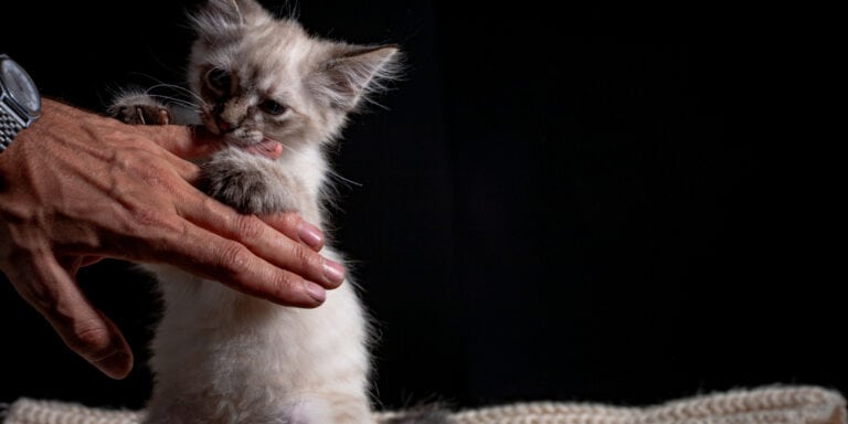 kitten holding mans hand