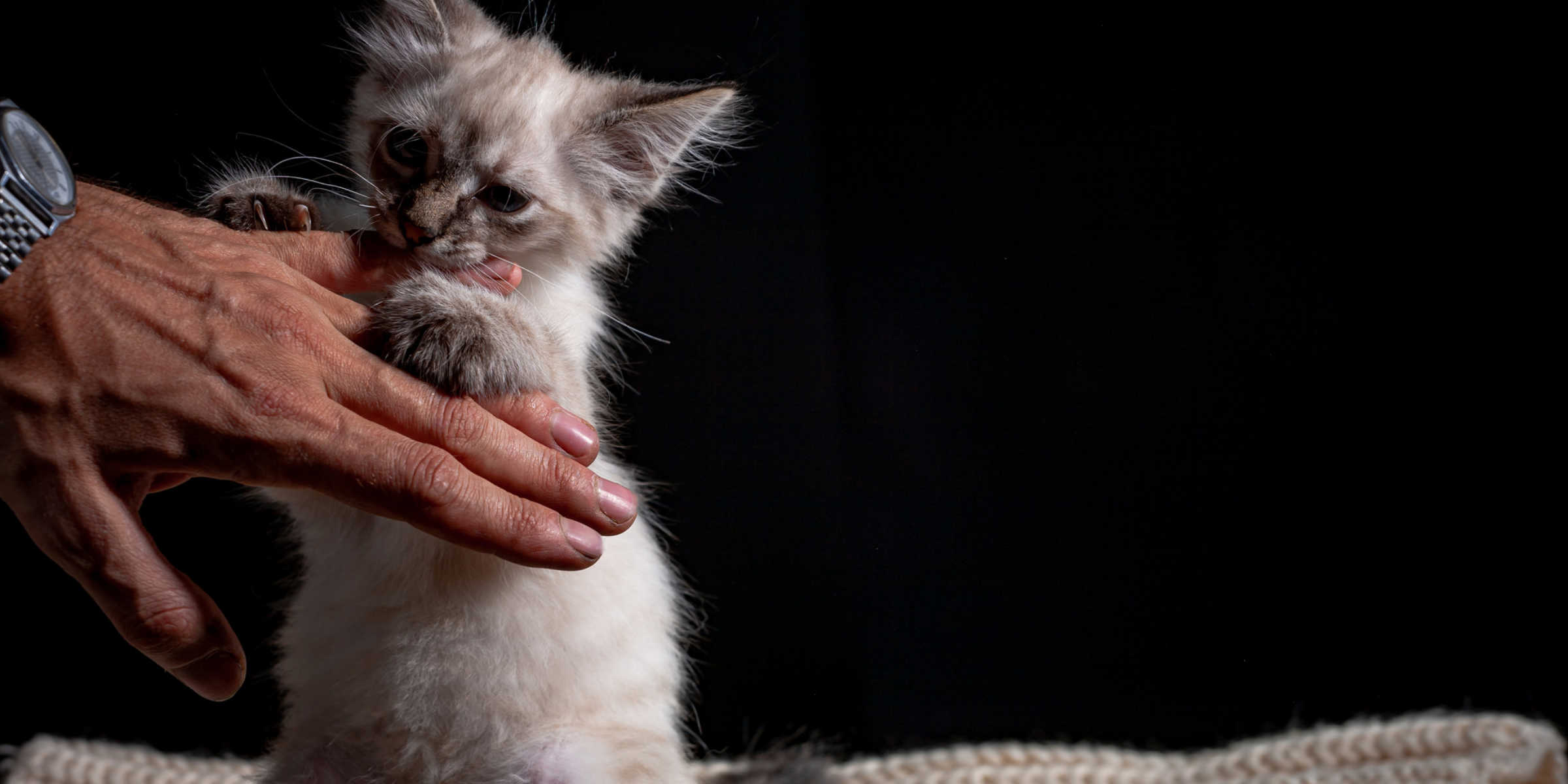 kitten holding mans hand