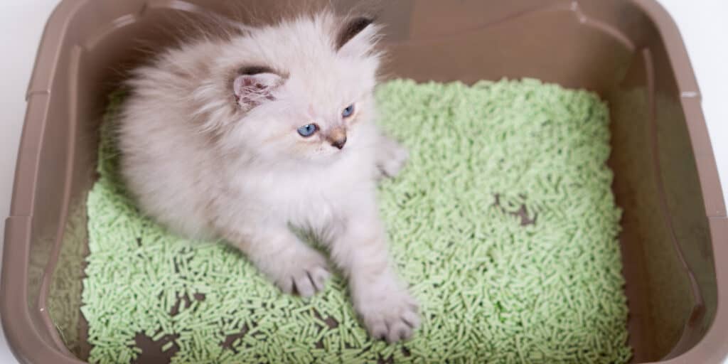 will-kittens-eat-litter