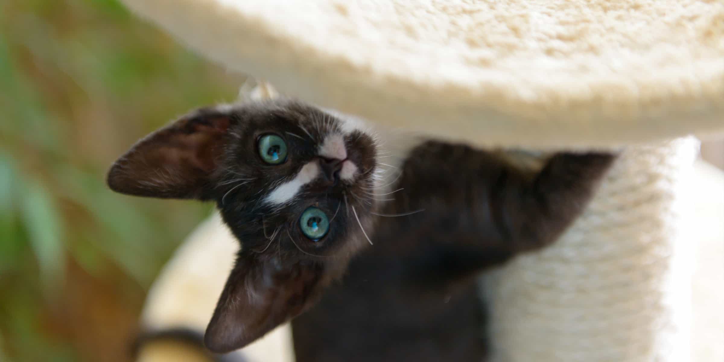 kitten on cat tree