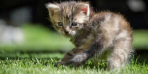 kitten walking away from camera