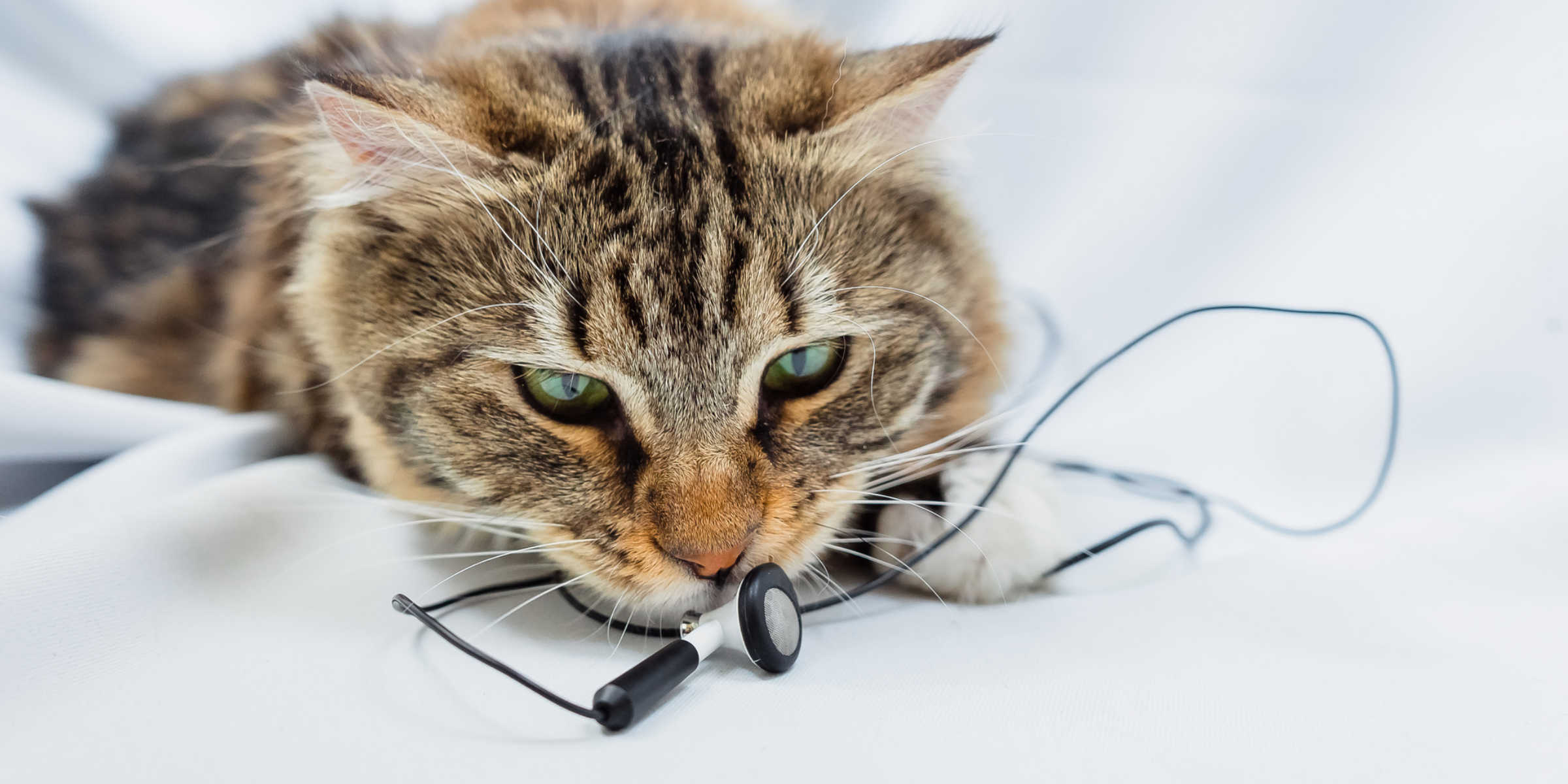 Will Kittens Chew Wires?