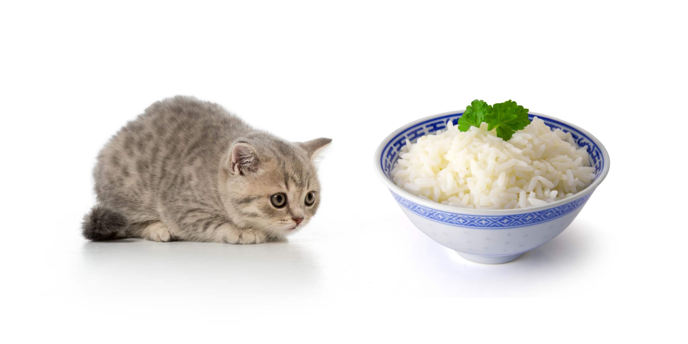 Can Kitten Eat Rice?