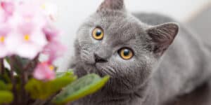 little black cat