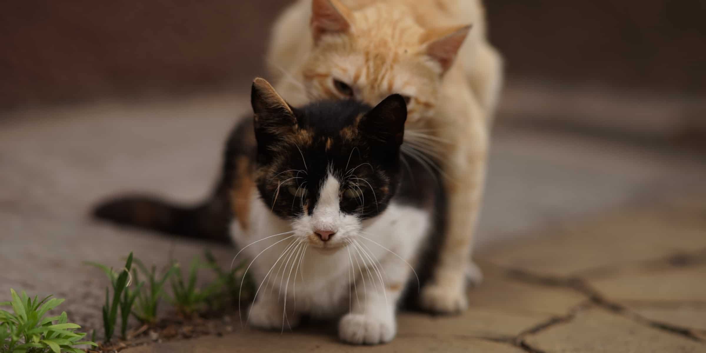 How To Stop Cats From Mating?